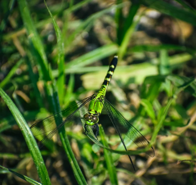 a green dragonfly resting on a blade of grass, pexels contest winner, tall acid green grass field, avatar image, fan favorite, a high angle shot