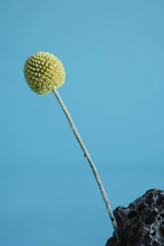 a yellow flower sitting on top of a rock, inspired by Robert Mapplethorpe, minimalism, full of ferrofluid, single long stick, an alien fruit, colour photograph