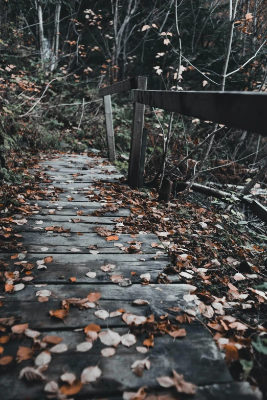 a wooden walkway in the middle of a forest, an album cover, pexels contest winner, 2 5 6 x 2 5 6 pixels, leafs, dark aesthetic, ( 3 1