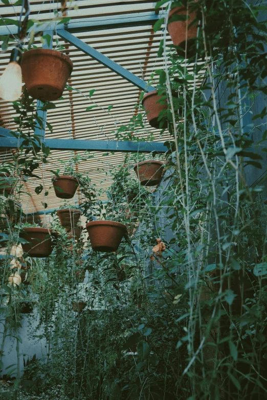 a greenhouse filled with lots of potted plants, an album cover, unsplash, conceptual art, autochrome photograph, hanging, terracotta, a green