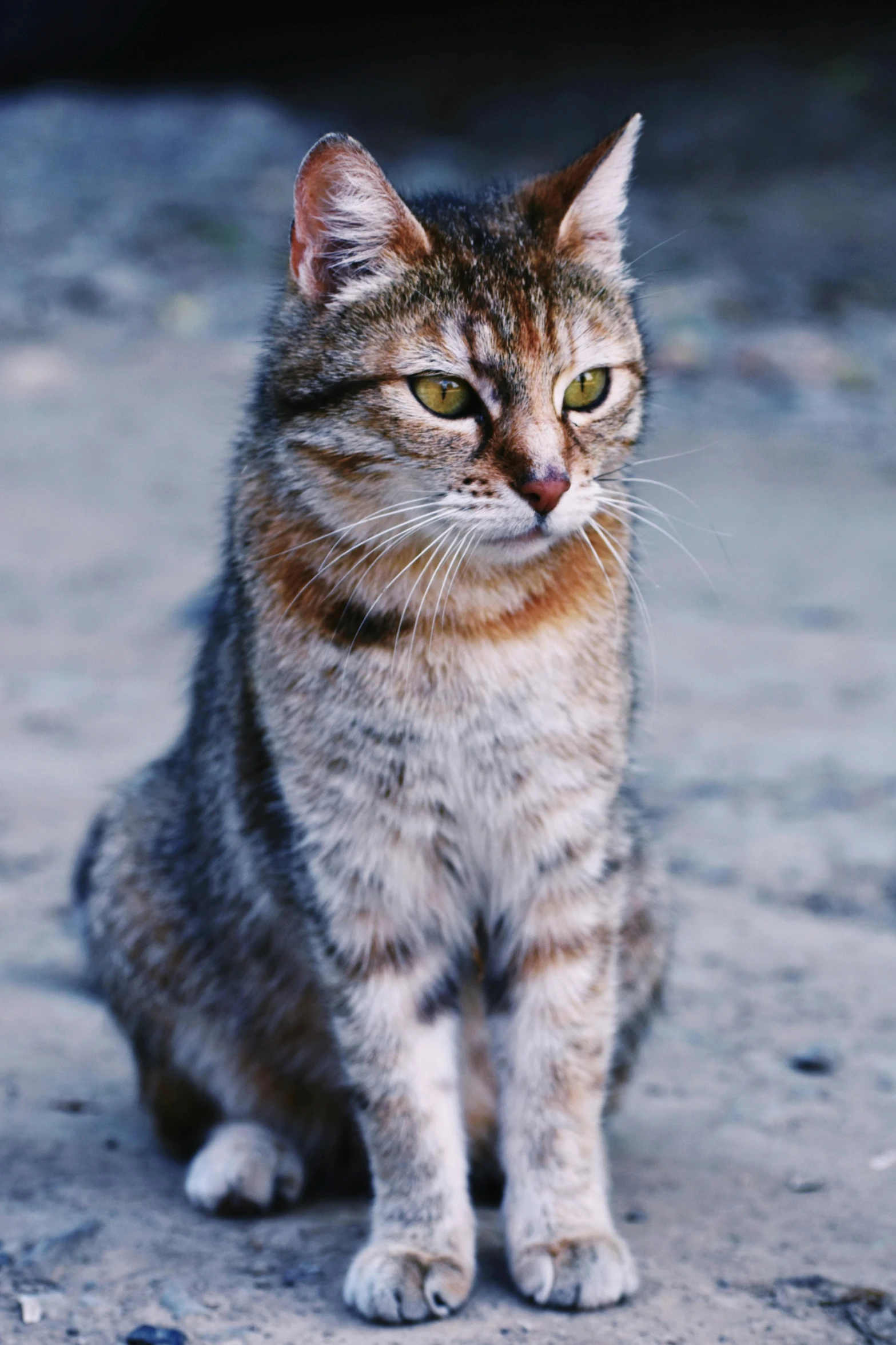 a cat sitting on the ground looking at the camera, at twilight, warrior cats, madagascar, 2019 trending photo