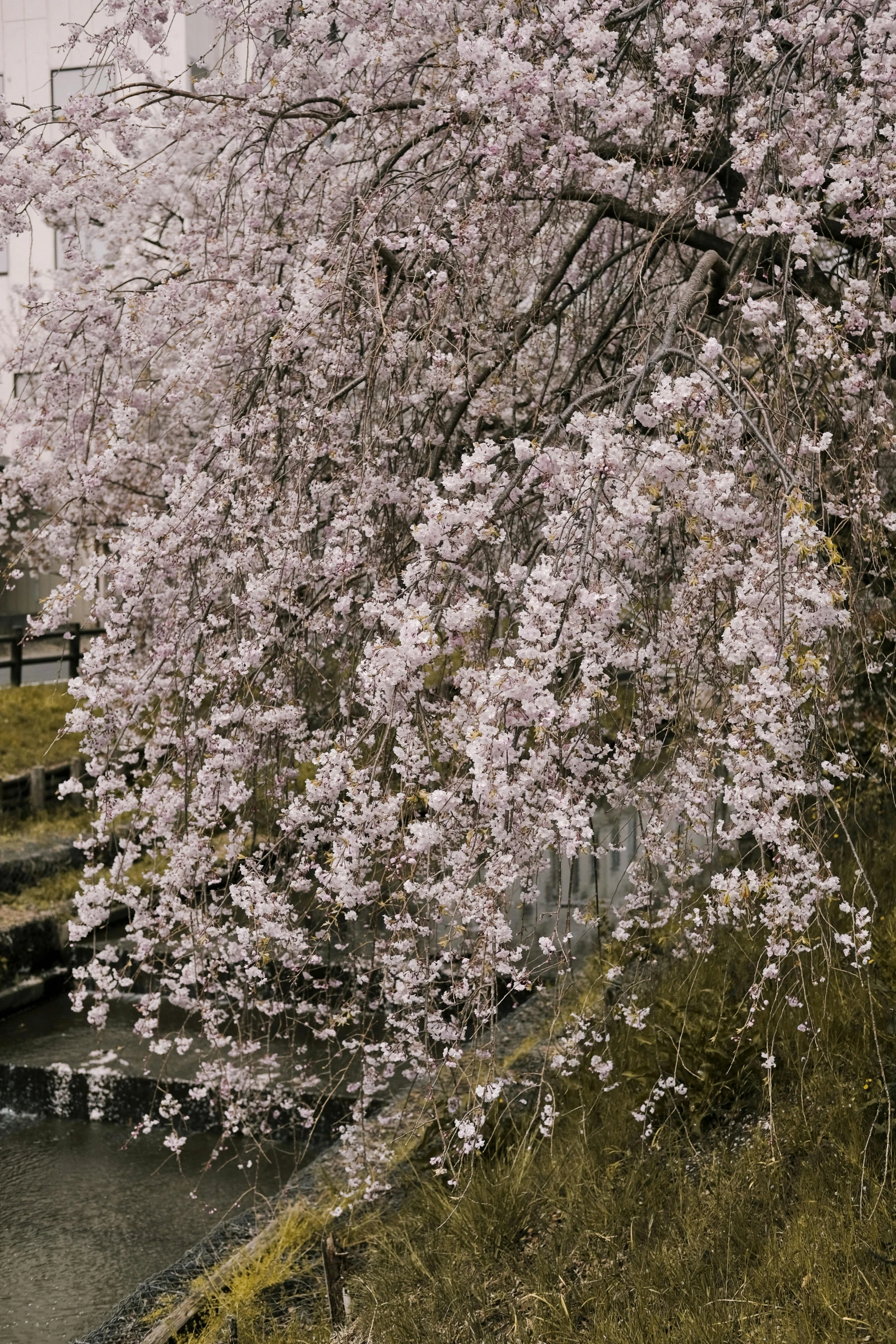 a tree that is next to a body of water, sōsaku hanga, falling cherry blossom pedals, zoomed in, canals, taken in the early 2020s