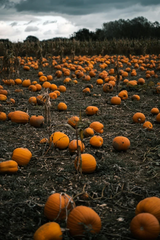 a field full of pumpkins under a cloudy sky, by Elsa Bleda, square, full frame image, ignant, 5k