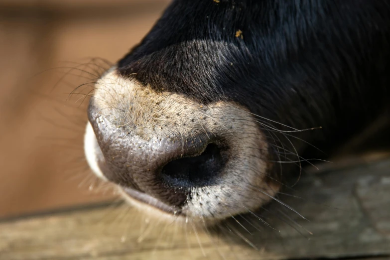 a close up of the nose of a cow, by Daniel Lieske, pexels contest winner, square nose, long thick shiny black beak, a wooden, closeup at the food