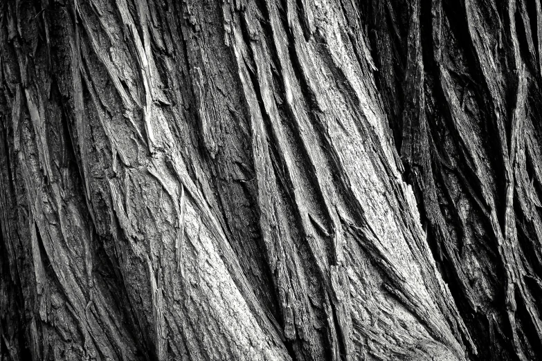 a black and white photo of a tree trunk, inspired by Edward Weston, detailed medium format photo, redwood background, ilford hp5, early evening