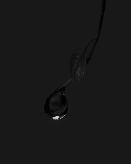 a black and white photo of a single flower, an album cover, inspired by Robert Mapplethorpe, unsplash, hurufiyya, drops are falling from above, spoon, solid black #000000 background, earbuds
