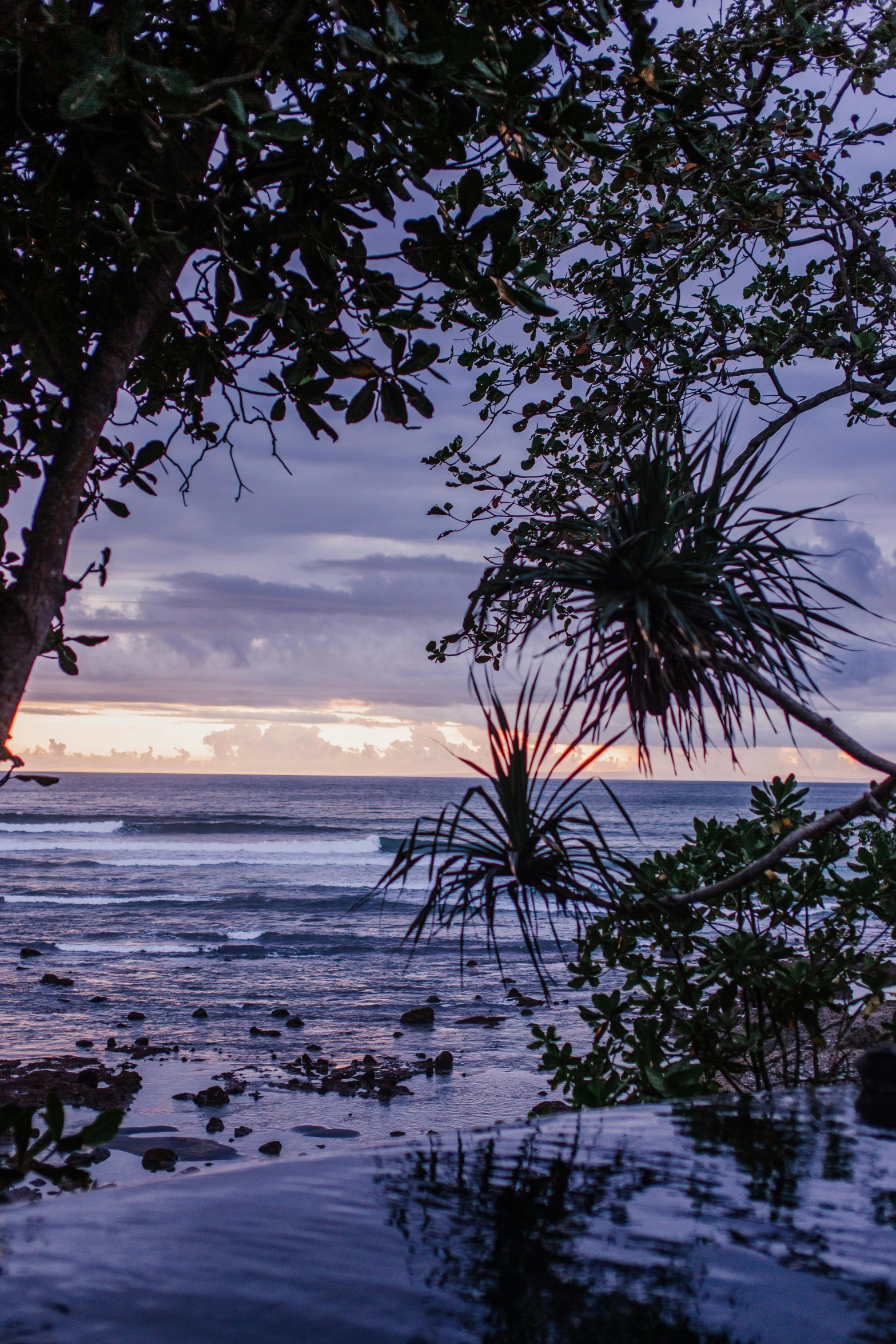 a large body of water surrounded by trees, by Elizabeth Durack, unsplash, sunset beach, cabbage trees, wet lush jungle landscape, purple