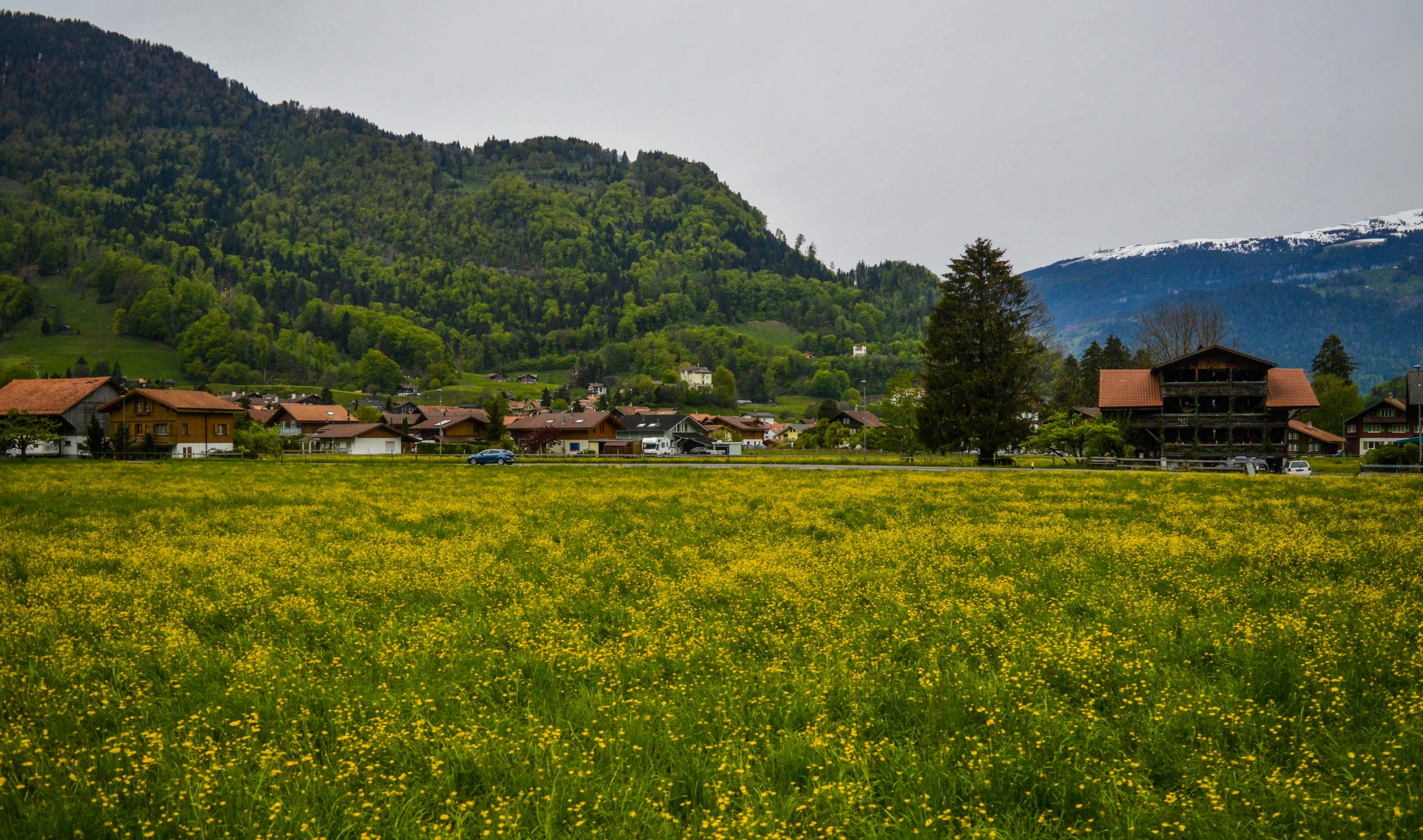 a field of yellow flowers with a mountain in the background, inspired by Otto Meyer-Amden, pexels contest winner, les nabis, tiny village, overcast, neighborhood, green