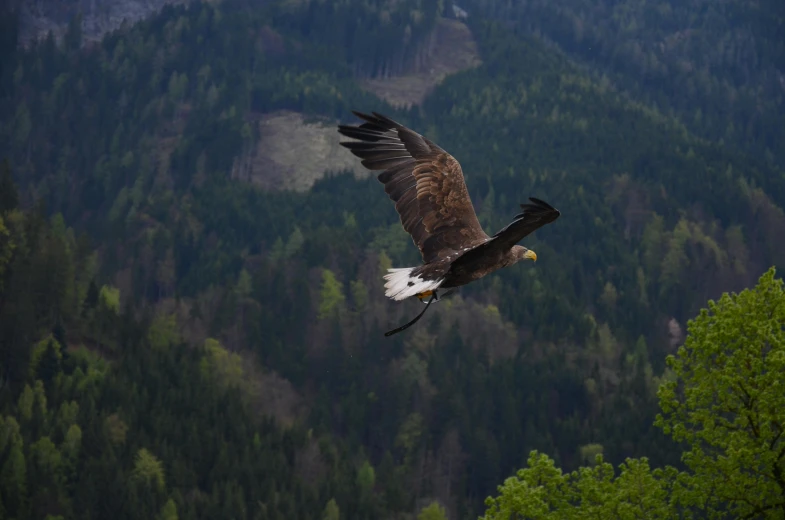 a large bird flying over a lush green forest, by Matija Jama, pexels contest winner, hurufiyya, bald eagle, 🦩🪐🐞👩🏻🦳, high in the mountains, aleksandra waliszewska