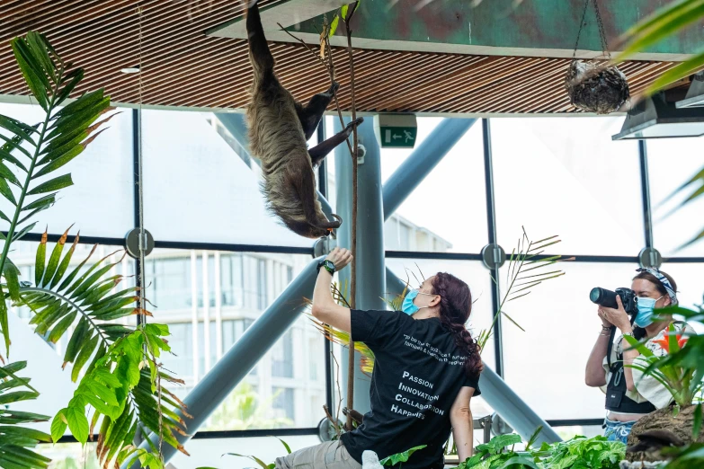 a woman taking a picture of a cat hanging from a ceiling, biodome, tree kangaroo, taken in 2022, maintenance photo