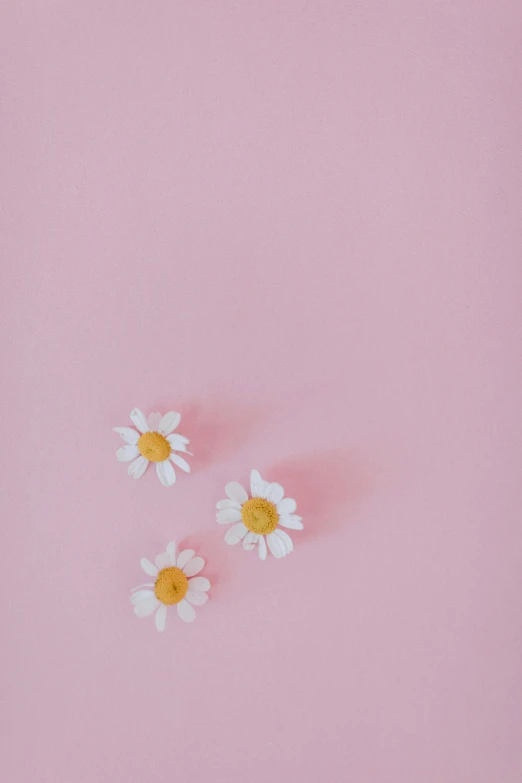 three daisies on a pink background, by Sara Saftleven, trending on unsplash, flat lay, ((pink)), floating alone, 15081959 21121991 01012000 4k