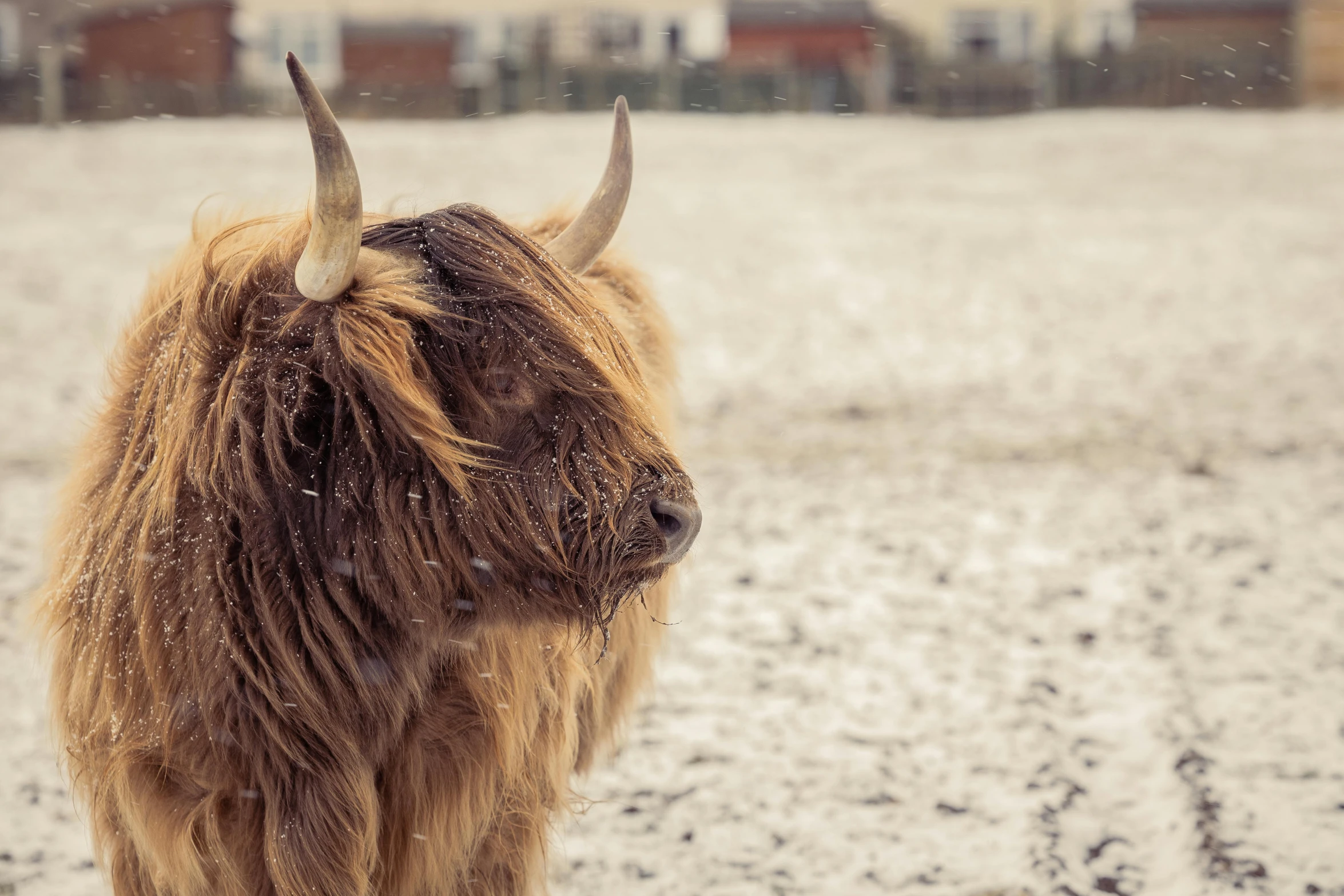 a brown cow standing on top of a snow covered field, pexels contest winner, renaissance, his hair is messy and unkempt, scottish style, covered in salt, animals in the streets