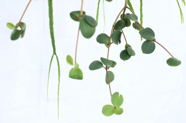 a bunch of green plants hanging from a ceiling, by Maeda Masao, unsplash, arabesque, with a white background, clover, wiry, close up shot from the side