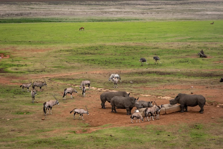 a herd of animals standing on top of a lush green field, hurufiyya, arid ecosystem, grey, museum quality photo