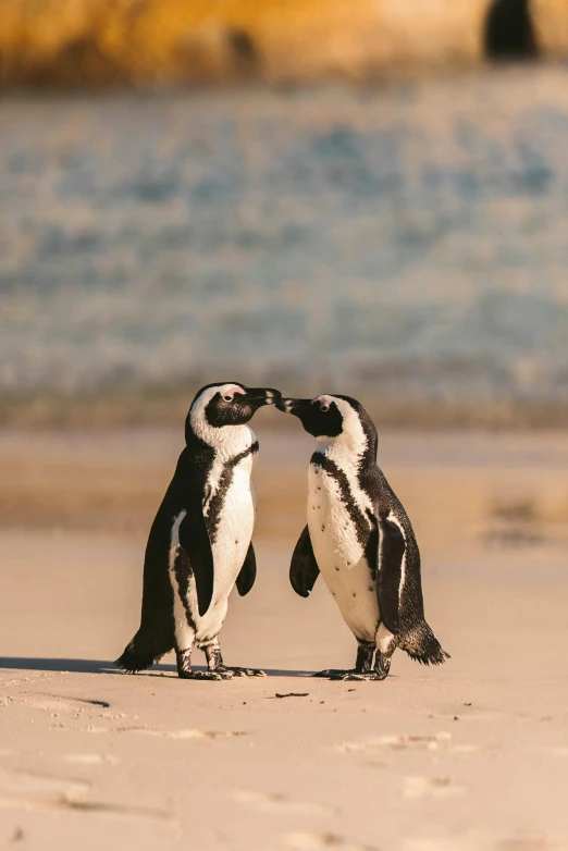 two penguins standing next to each other on a beach, pexels contest winner, romanticism, south african coast, bubbly, nat geo, in a fighting pose