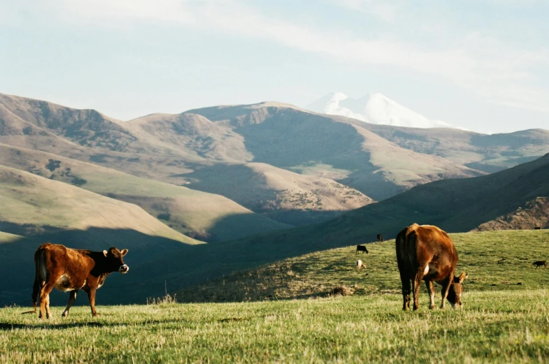 a couple of cows standing on top of a lush green field, khyzyl saleem, profile image, volcanoes in the background, multiple stories