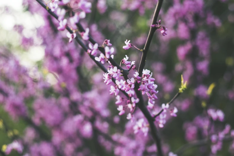 a close up of a tree with purple flowers, by Carey Morris, pexels, flowering buds, instagram post, pink, retro stylised