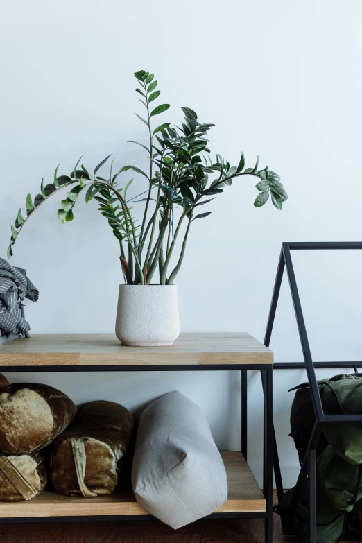 a white vase sitting on top of a wooden shelf next to a pile of logs, inspired by Constantin Hansen, trending on unsplash, urban jungle plants, horizontal orientation, over-shoulder shot, matte accents