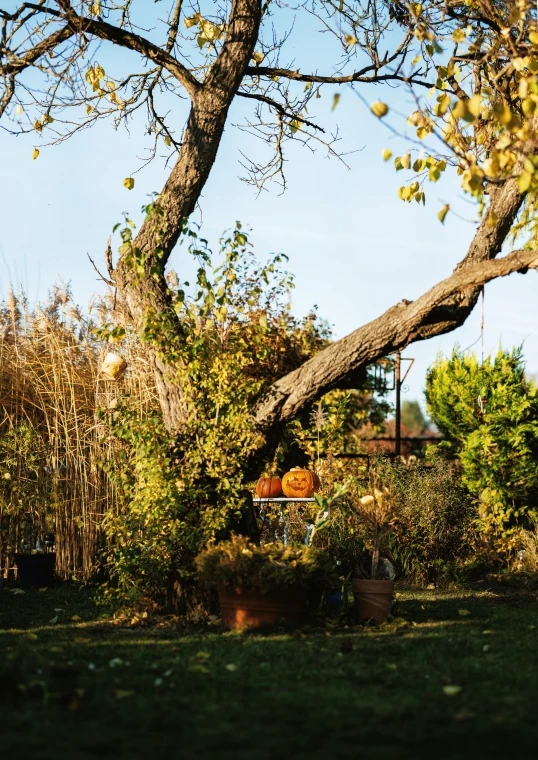 a fire hydrant sitting on top of a lush green field, glowing pumpkins under a tree, lourmarin, overhanging branches, large potted plant