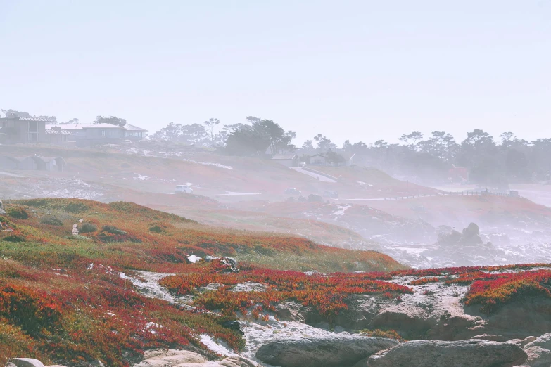 a herd of sheep standing on top of a lush green hillside, inspired by Filip Hodas, unsplash contest winner, with snow covered colourful red, in low fog, sydney park, bushes in the foreground