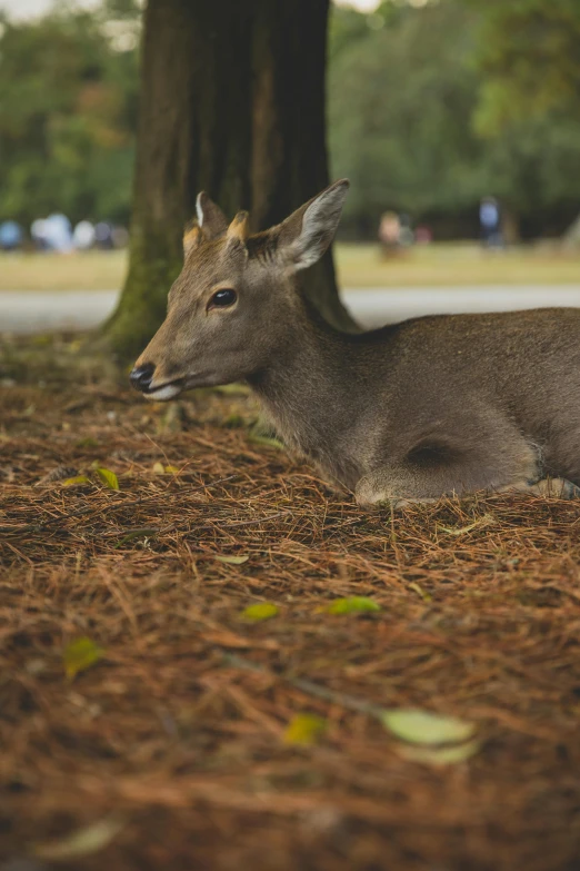 a deer that is laying down in the grass, sitting on the ground, at a park, cinematic shot ar 9:16 -n 6 -g, best photo