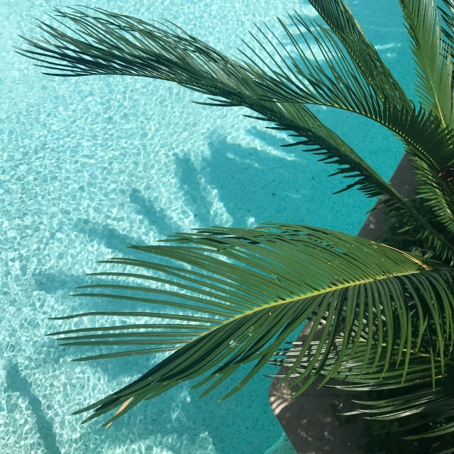 a palm tree next to a swimming pool, pexels contest winner, high angle close up shot, sea green color theme, taken on iphone 14 pro, feathers ) wet