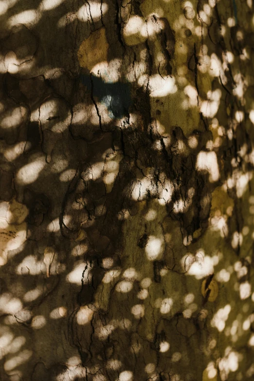 a bird that is sitting on a tree, an album cover, inspired by Elsa Bleda, unsplash, conceptual art, dappled sunlight, abstract texture, spores, 2 0 1 0 s