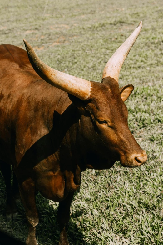 a brown cow standing on top of a lush green field, large horned tail, unmistakably kenyan, vanilla, fan favorite