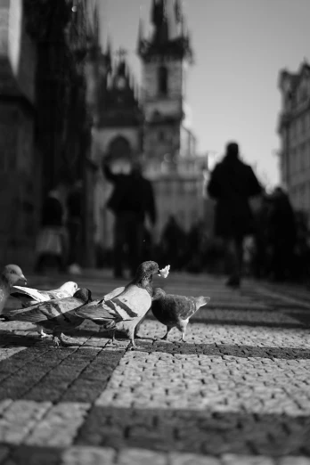 a bunch of birds that are standing in the street, by Joze Ciuha, prague, subject= duck, high quality upload, in a square
