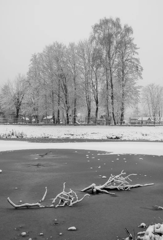 a black and white photo of a frozen lake, snow on trees and ground, february), 2 0 1 0 s, ice magic