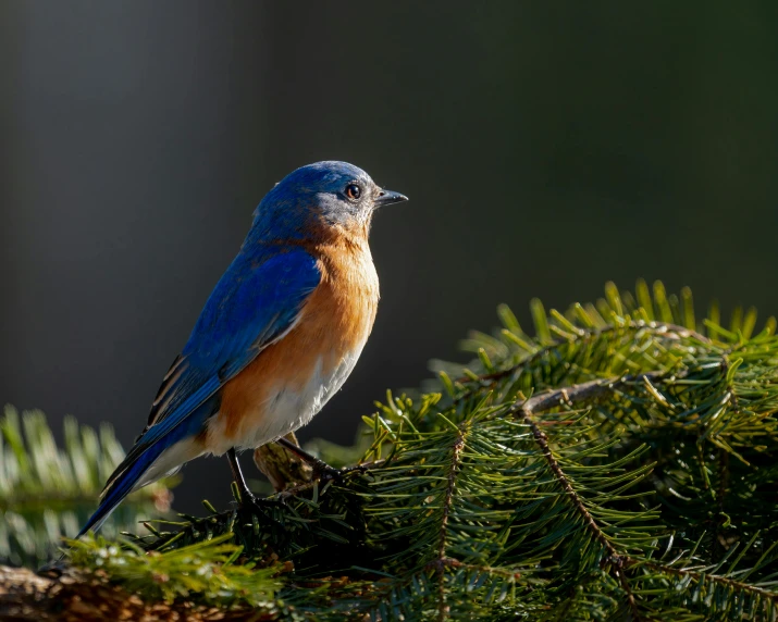 a blue bird sitting on top of a tree branch, by Neil Blevins, pexels contest winner, fan favorite, orange and blue, pine, natural morning light