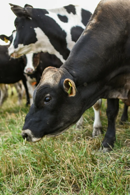 a herd of cows standing on top of a lush green field, up-close, eating, tjalf sparnaay, highly polished