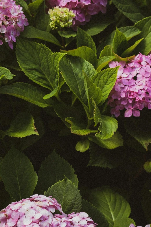 a bunch of purple flowers with green leaves, unsplash, renaissance, hydrangea, high-resolution photo, shot with sony alpha, pink