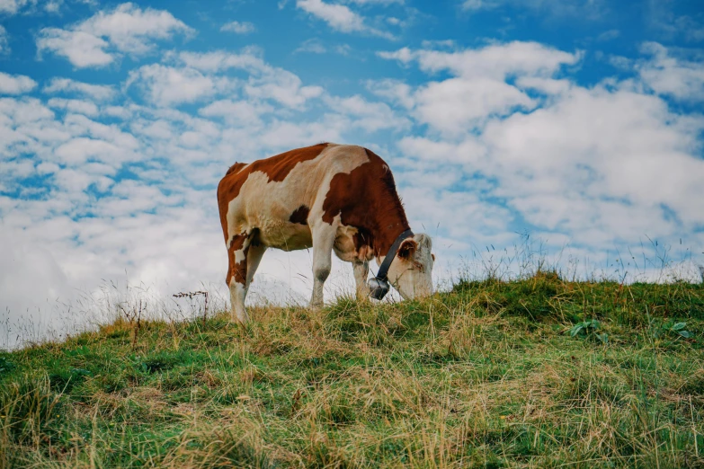 a brown and white cow standing on top of a grass covered hill, pexels contest winner, renaissance, william eggleston style, medium format, eating meat, orazio gentileschi style