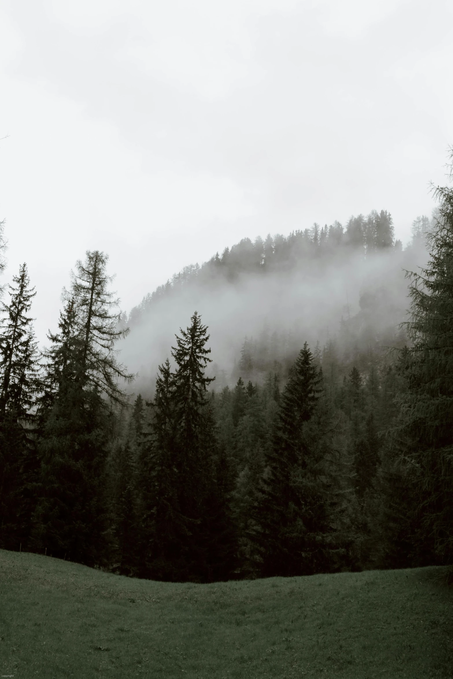 a black and white photo of a forest, by Johannes Voss, pexels contest winner, mountains in fog background, ((trees)), fir trees, gloomy weather. high quality