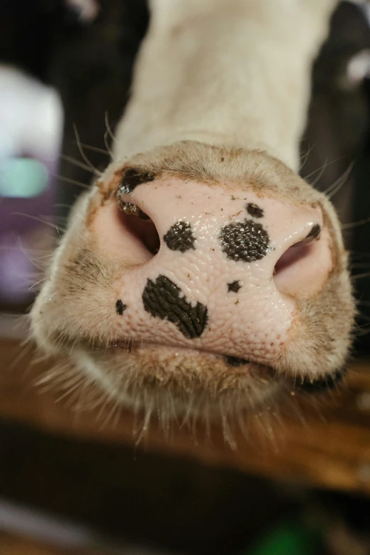 a close up of the nose of a cow, by Jan Tengnagel, unsplash, square nose, cat drinking milk, cow hoof feet, spotted