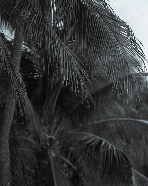 a black and white photo of a palm tree, unsplash, hurufiyya, portrait shot 8 k, multiple stories, ((trees)), feathers ) wet