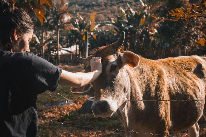 a woman petting a cow behind a fence, pexels contest winner, sumatraism, 🦩🪐🐞👩🏻🦳, 30 year old man, thumbnail, ecovillage