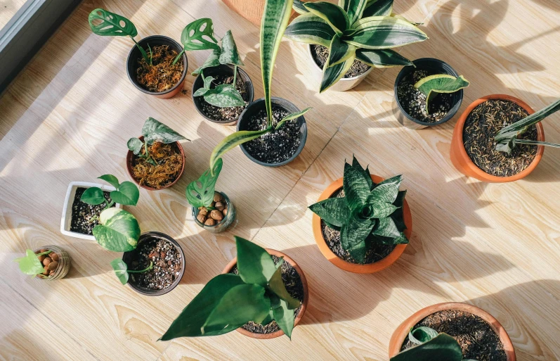 a group of potted plants sitting on top of a wooden table, trending on pexels, flat lay, multiple stories, group of seven, greenhouse