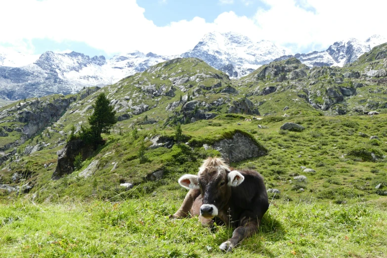 a cow that is laying down in the grass, by Dietmar Damerau, sitting cutely on a mountain, 👰 🏇 ❌ 🍃, petite, tauren