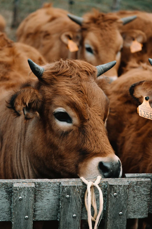 a herd of brown cows standing next to each other, pexels contest winner, renaissance, sustainable materials, inspect in inventory image, up close, gif