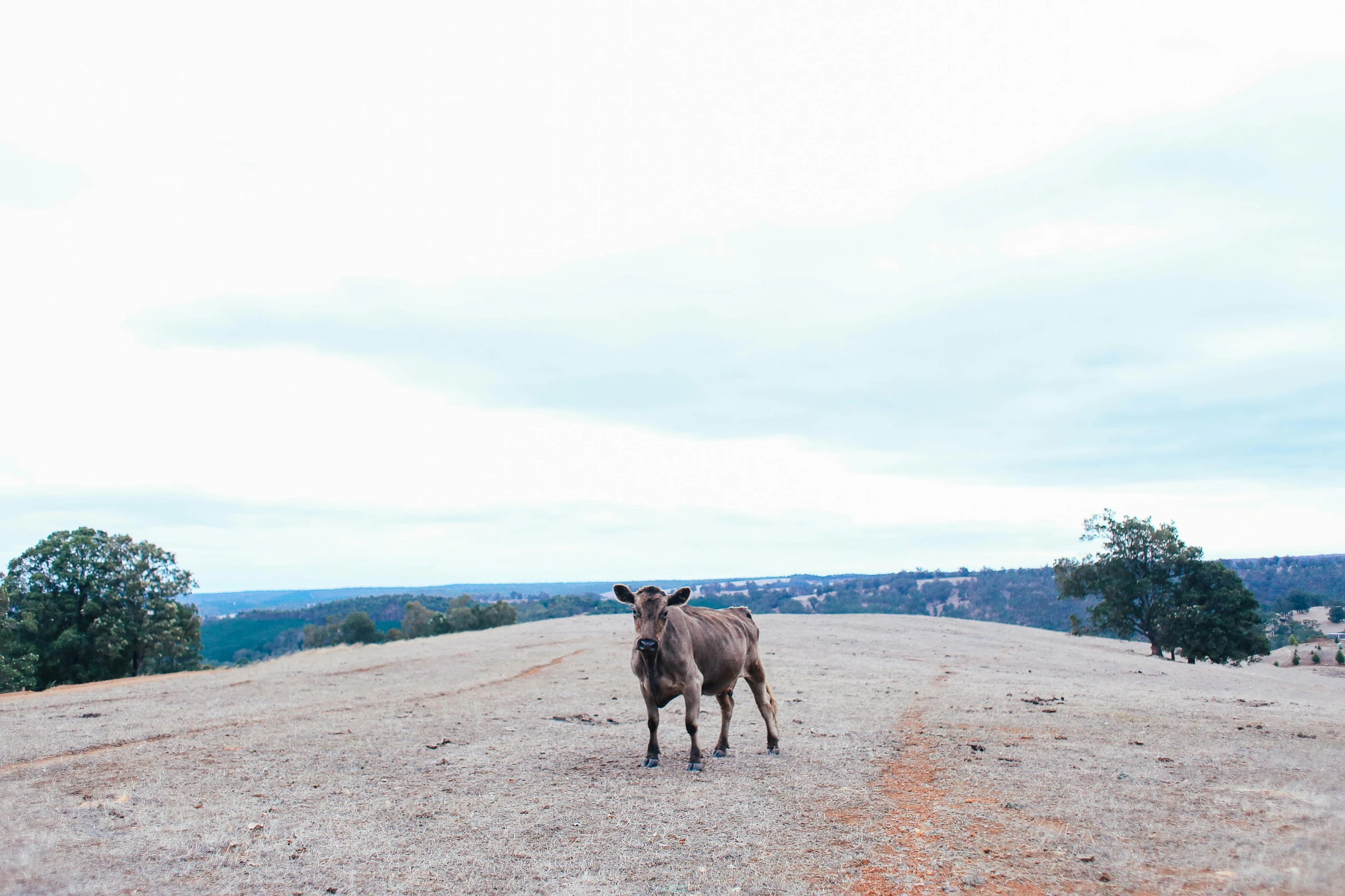 a brown cow standing on top of a dirt field, an album cover, unsplash, happening, hillside, wide open city ”, grey, unedited