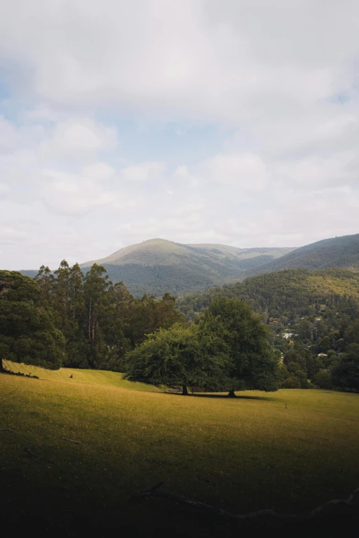 a grassy field with trees and mountains in the background, unsplash, renaissance, tamborine, wide high angle view, multiple stories, hillside