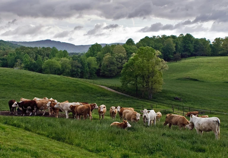 a herd of cattle standing on top of a lush green hillside, by David Garner, unsplash contest winner, renaissance, photography of gregory crewdson, panoramic, fan favorite, alabama