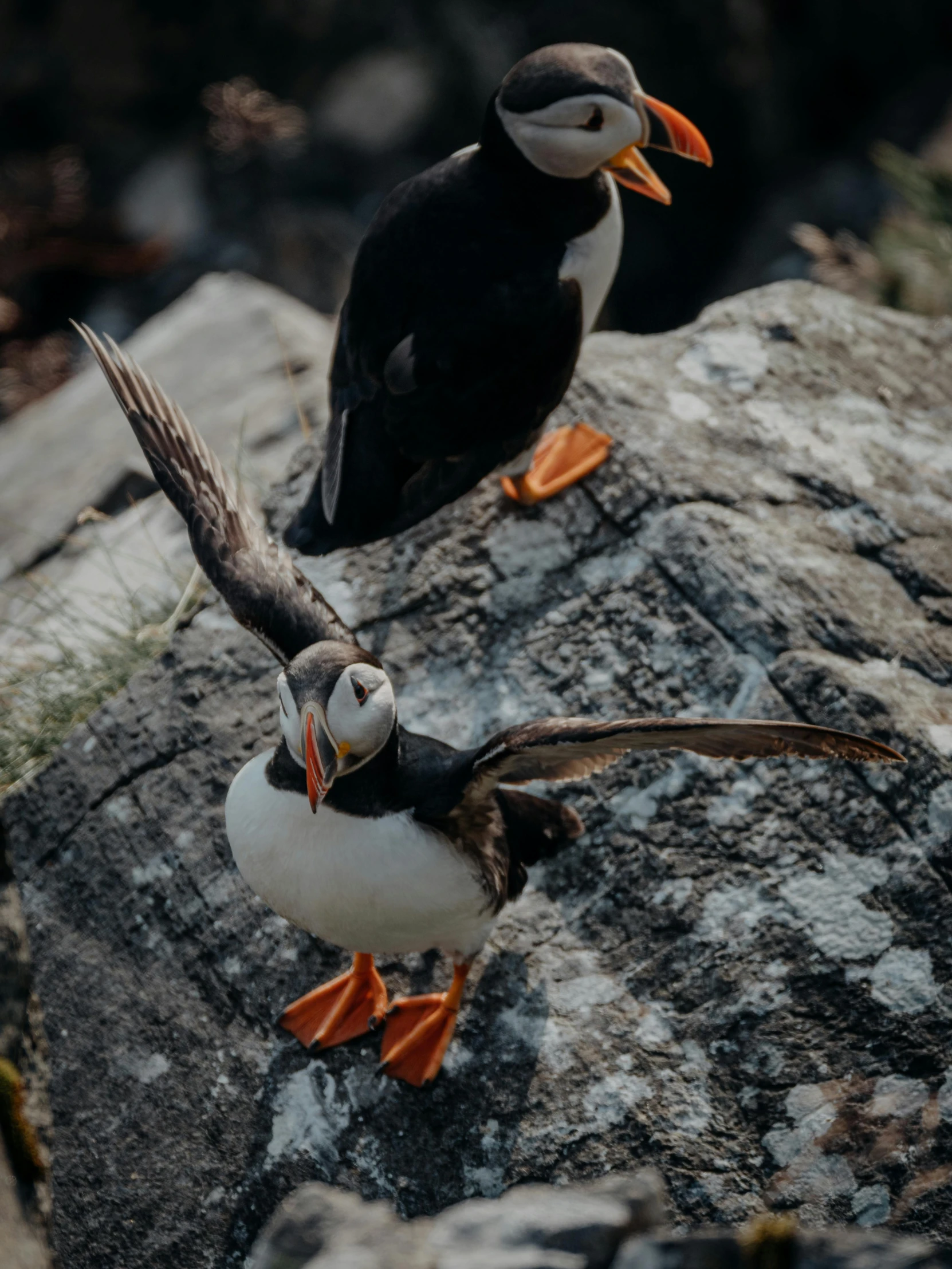 a couple of birds sitting on top of a rock, looking up at the camera, on a landing pad, atlantic puffin, unsplash photo contest winner