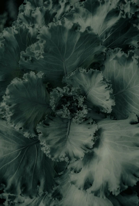 a close up of a green leafy plant, a black and white photo, unsplash, renaissance, lettuce, ((greenish blue tones)), dark. no text, screensaver
