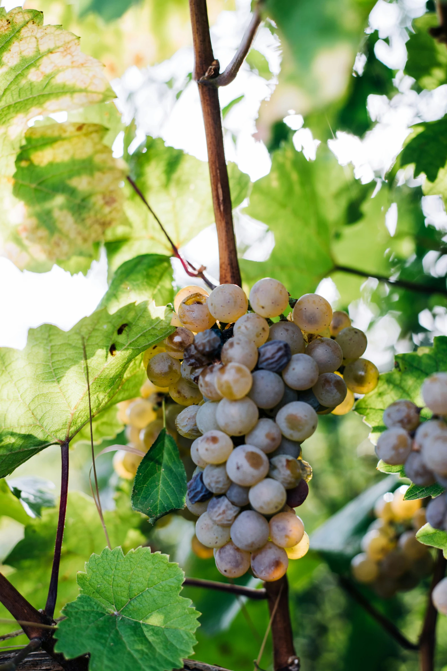 a bunch of grapes hanging from a vine, by Jan Tengnagel, unsplash, renaissance, white, 15081959 21121991 01012000 4k