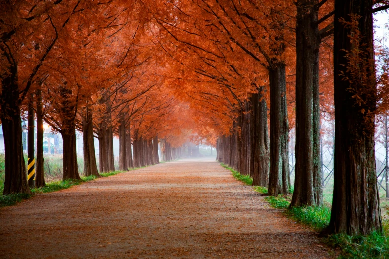 a dirt road lined with lots of trees, by Eglon van der Neer, pexels contest winner, renaissance, red trees, infinite hallway, 2 5 6 x 2 5 6 pixels, maple trees along street