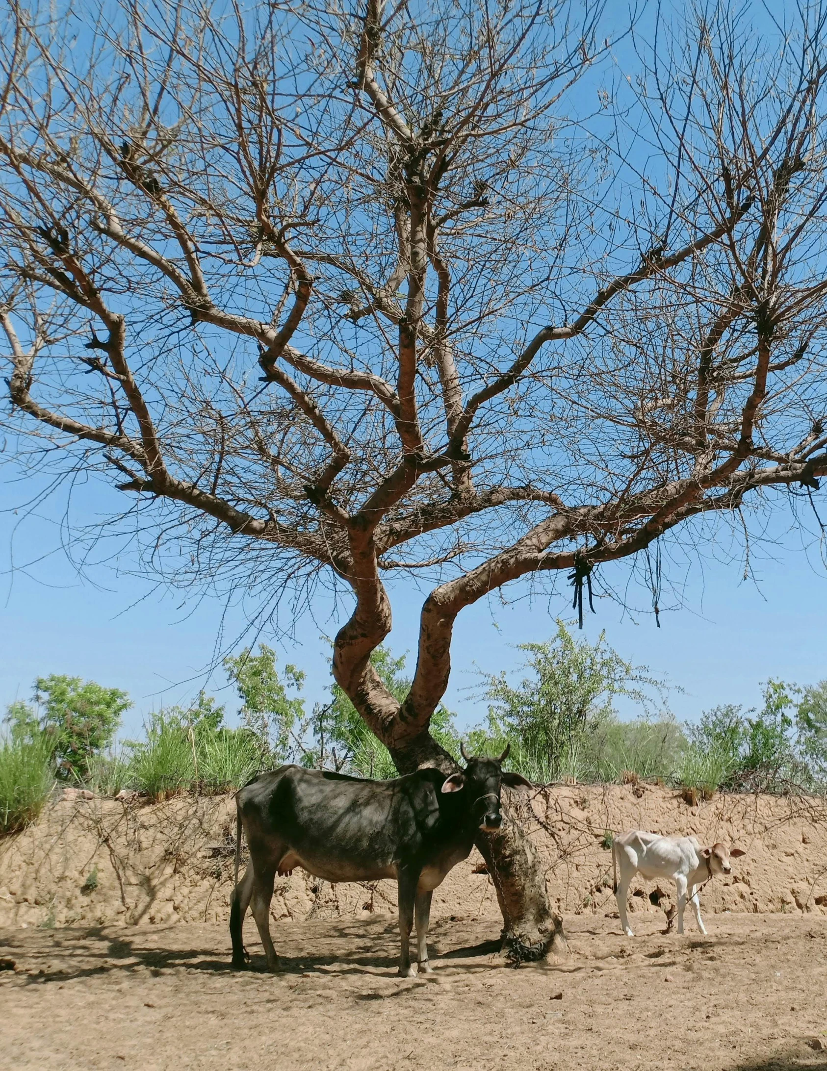 a cow that is standing under a tree, adapted to a drier climate, giant thorns, 2 animals, thumbnail