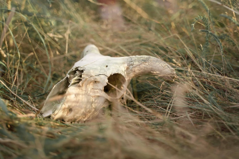 a dead animal skull in a field of tall grass, unsplash, land art, medium format. soft light, profile image, fan favorite, desert valley of bones